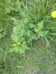Artemisia vulgaris