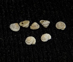 Hystricella bicarinata