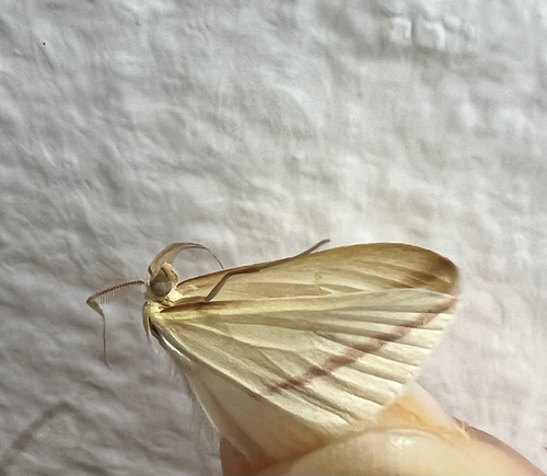 Vestal