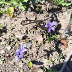 Tecophilaea violiflora, photograph author not stated, no rights reserved