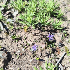 Tecophilaea violiflora, photograph author not stated, no rights reserved