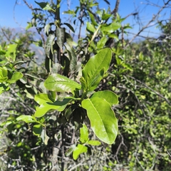 Escallonia pulverulenta, photograph author not stated, no rights reserved