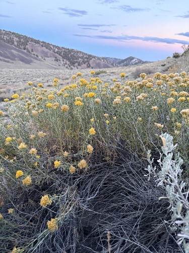 iNaturalist observation photo of Yellow Rabbitbrush