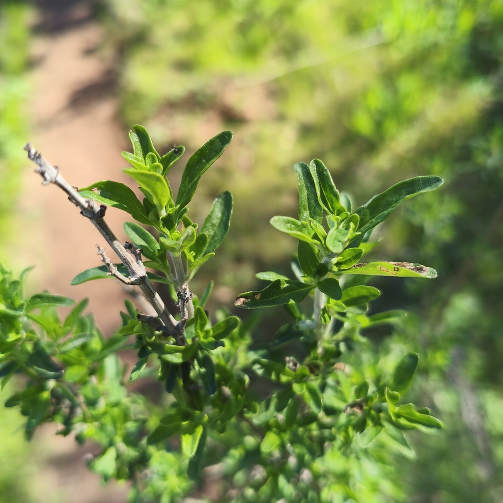 Clinopodium chilense; photograph author not stated, no rights reserved