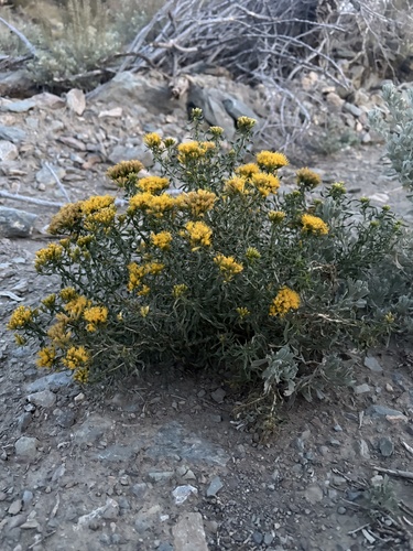 iNaturalist observation photo of Yellow Rabbitbrush