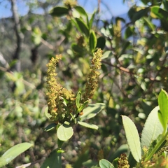 Colliguaja odorifera, photograph author not stated, no rights reserved
