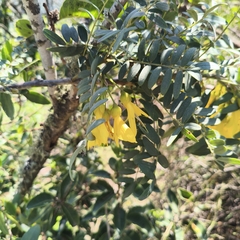 Sophora macrocarpa