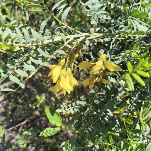 Sophora macrocarpa, photograph 1