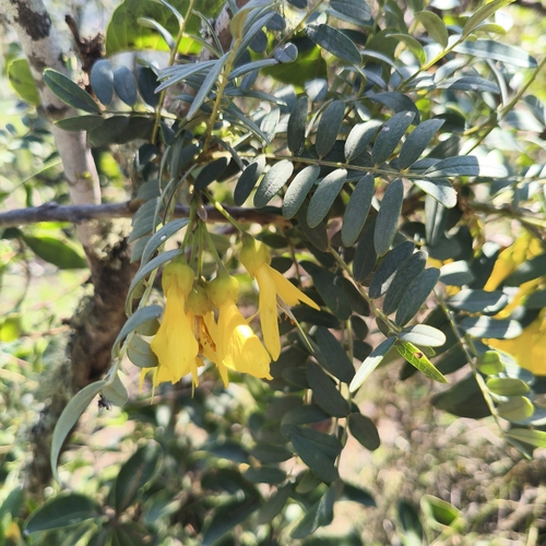 Sophora macrocarpa, photograph 2