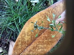 Capsella bursa-pastoris