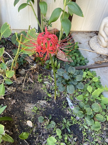 red spider lily