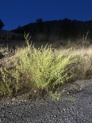 iNaturalist observation photo of Tarragon