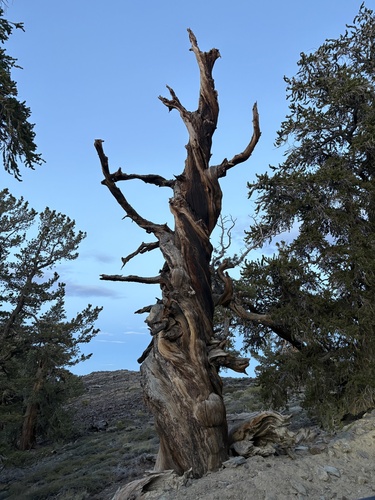 iNaturalist observation photo of limber pine