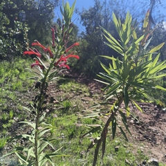 Lobelia excelsa