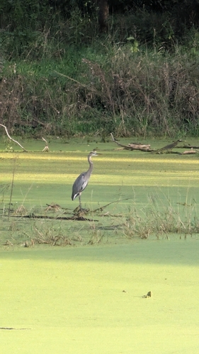 Great Blue Heron