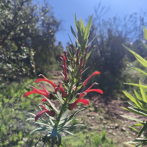 Lobelia excelsa, photograph 1