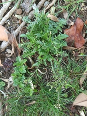 Capsella bursa-pastoris