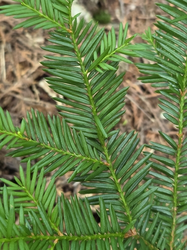 Taxus canadensis, photograph 5