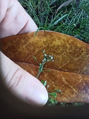 Capsella bursa-pastoris