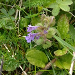 Glechoma hederacea