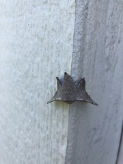 Cicinnus melsheimeri