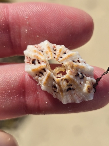 Fissurella barbadensis observed 2026-09-12