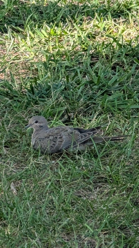 Mourning Dove
