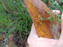 Capsella bursa-pastoris