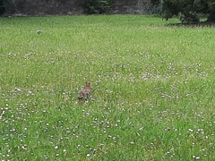 Oryctolagus cuniculus