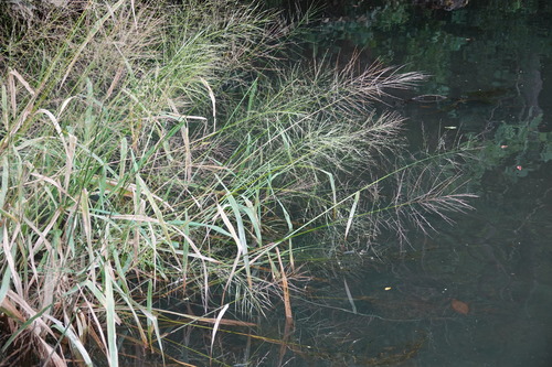 Zizania aquatica