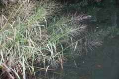 Zizania aquatica