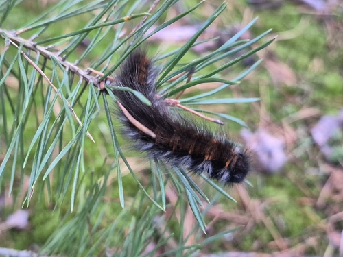 Fox Moth