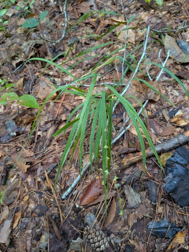 Chasmanthium laxum, photograph 3