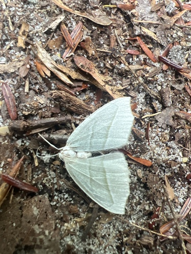 Pale Beauty