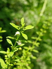 Scoparia dulcis, photograph (c) xanderferret, some rights reserved (CC BY)