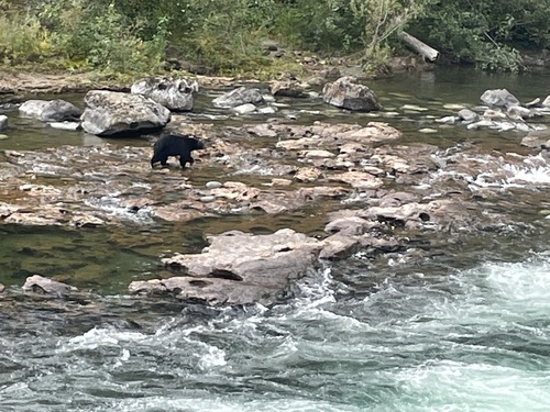 American Black Bear