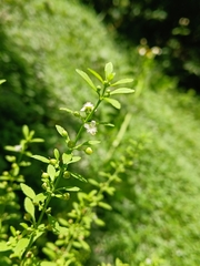 Scoparia dulcis, photograph (c) xanderferret, some rights reserved (CC BY)