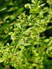 Scoparia dulcis, photograph (c) xanderferret, some rights reserved (CC BY)