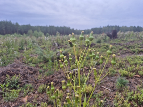 American burnweed