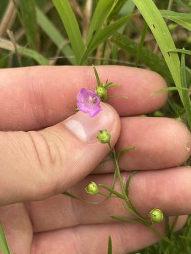 slender false foxglove