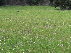 Oryctolagus cuniculus