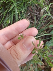 Capsella bursa-pastoris