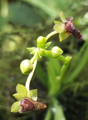 Telipogon astroglossus