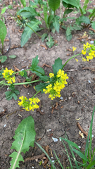 Barbarea vulgaris