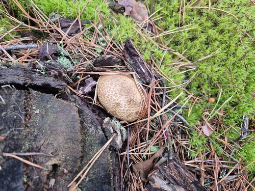 common earthball