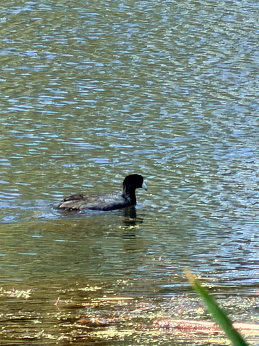 American Coot