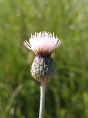 Tyrimnus leucographus