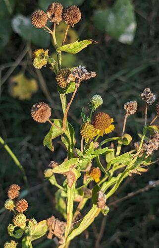 Smallhead Sneezeweed
