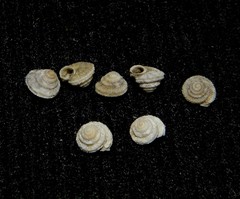 Hystricella bicarinata