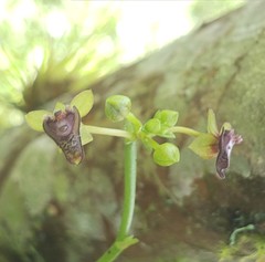 Telipogon astroglossus